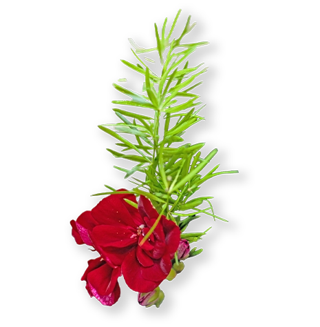 HKUD Petar Zrinski leaf